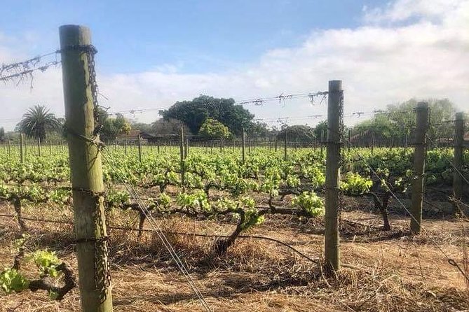 African Story Wine Tours in the Cape Winelands - A Small-Group Winelands Day That Hits Red, White, Sparkle, and Port