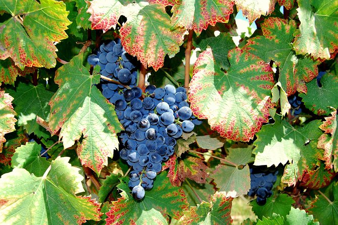 African Story Wine Tours in the Cape Winelands - Muratie and Eikenhof: Why Two Stops Can Feel Like a Wine Education