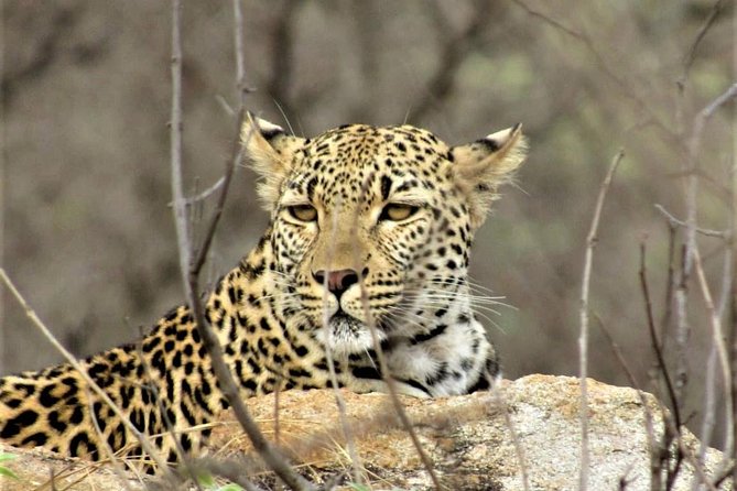 Afternoon Kruger National Park Safari - Key things that make this afternoon Kruger safari worth considering