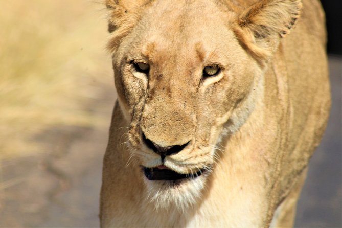 Afternoon Kruger National Park Safari - Afternoon Kruger from Hazyview: what you’re really buying