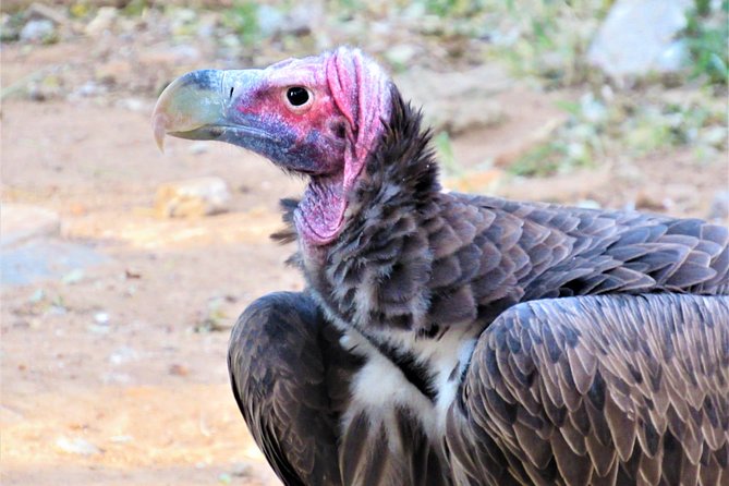 Afternoon Kruger National Park Safari - Why late afternoon is the sweet spot for spotting wildlife