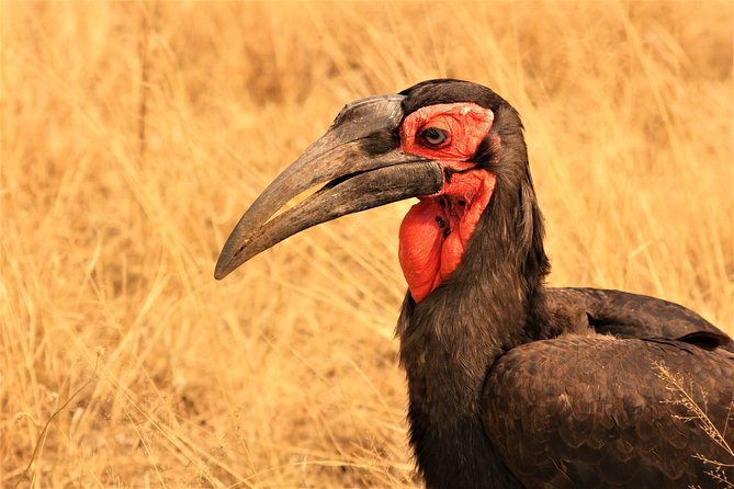 Afternoon Kruger National Park Safari - Photo tips that match how this safari is set up