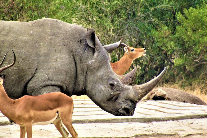 Afternoon Kruger National Park Safari - Getting to the start: check in around GAP Tours & Transfers in Hazyview