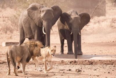 All Inclusive 2 Day Kruger Safari from Johannesburg