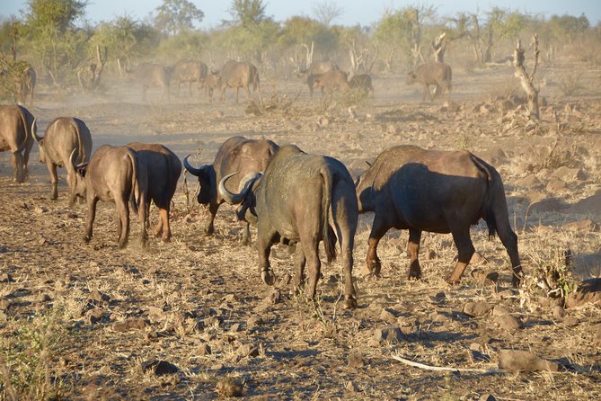All Inclusive 2 Day Kruger Safari from Johannesburg - Transport reality check: comfort, time, and what to expect on the road