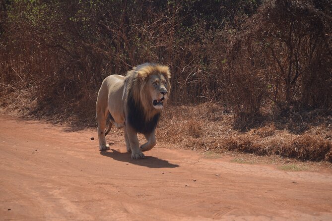 All Inclusive 2 Day Kruger Safari from Nelspruit - Day two at dawn: why early drives raise your odds