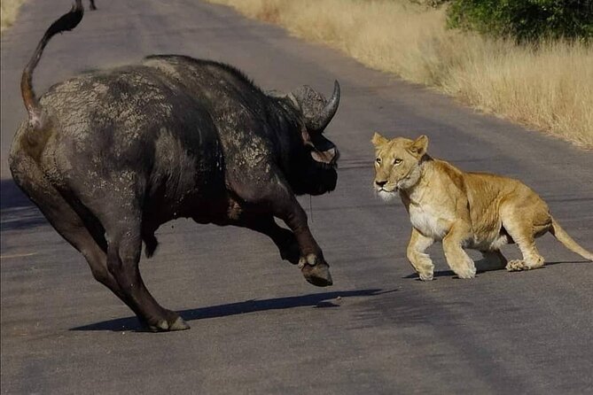 All Inclusive 2 Day Kruger Safari from Nelspruit - Open-vehicle safari time: how to get more out of the ride