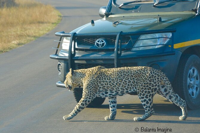 All Inclusive 3 Day Kruger Safari Adventure From Johannesburg - Who This Kruger Safari Suits Best, and Who Should Think Twice