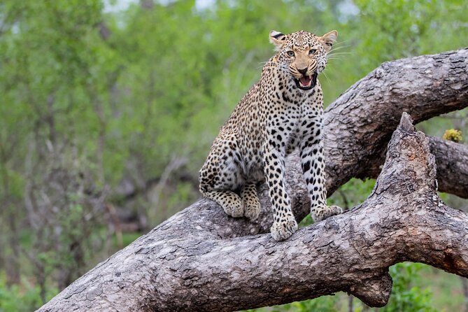 All inclusive BIG 5 Kruger 2 Day Safari from Johannesburg - The Long Drive: Johannesburg, Pretoria, and the Push Toward Hazy View