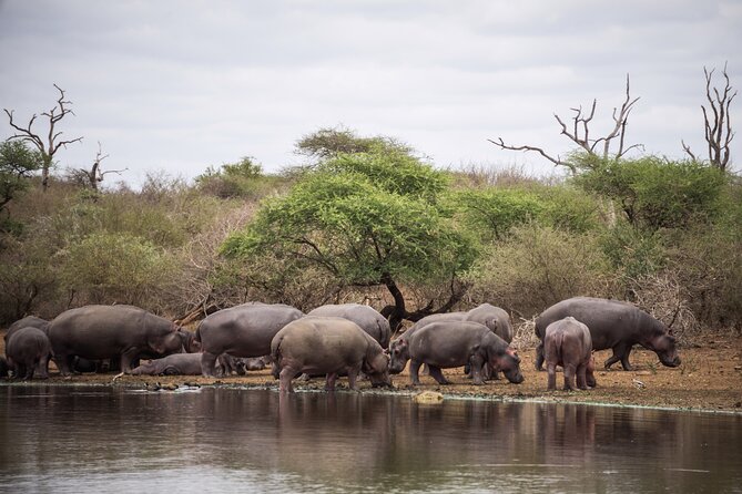 All inclusive BIG 5 Kruger 2 Day Safari from Johannesburg - Day 2 Sunrise Safari from Around 5:30 am In Park by 6:00