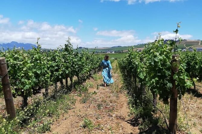 All-inclusive Private Wine Tour in Stellenbosch Cape Winelands - Stop 4 at Stellenzicht: Chocolate and Wine Pairing, Plus Sustainable Farming Talk