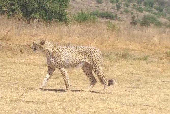Ann van Dyk Cheetah Centre - Key Things You’ll Notice on This Ann van Dyk Cheetah Centre Tour