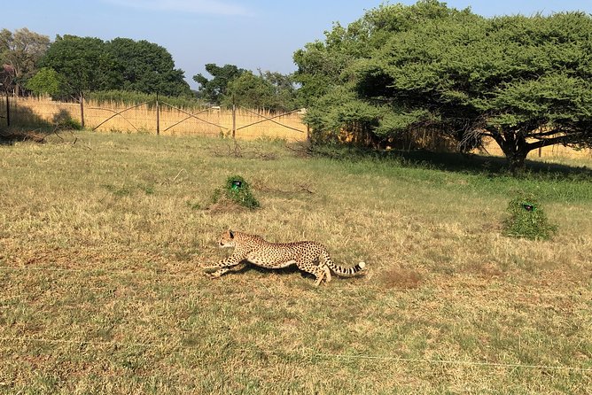 Ann Van Dyk Cheetah Centre Tour from Johannesburg or Pretoria - A fast morning trip from Johannesburg or Pretoria to Hartebeestpoort Dam