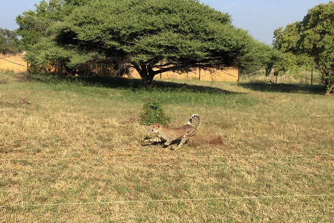 Ann Van Dyk Cheetah Centre Tour from Johannesburg or Pretoria - Timing, group size, and what you should bring for a 5-hour cheetah outing