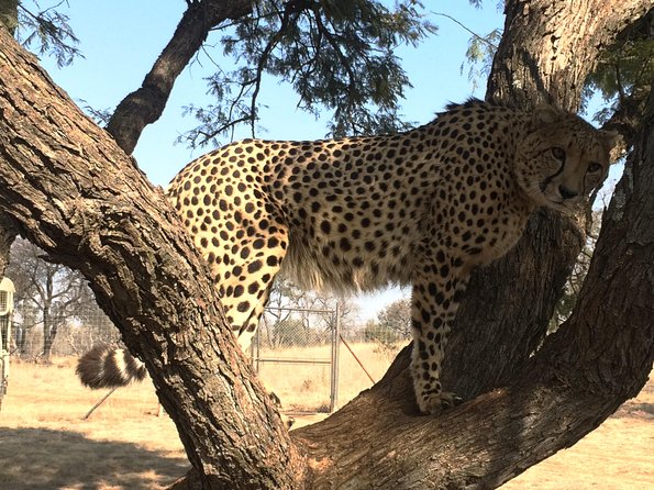 Ann Van Dyk Cheetah Centre Tour from Johannesburg or Pretoria - Should you book the Ann Van Dyk Cheetah Centre tour?