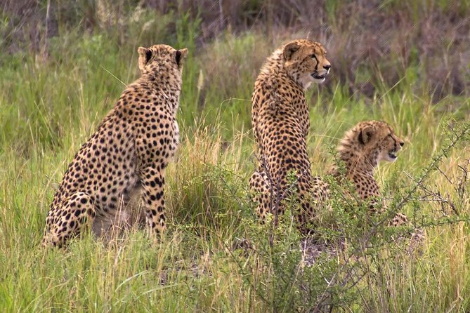 Ann van Dyk Cheetah Centre - What the Guide Adds: Conservation Education You Can Actually Use