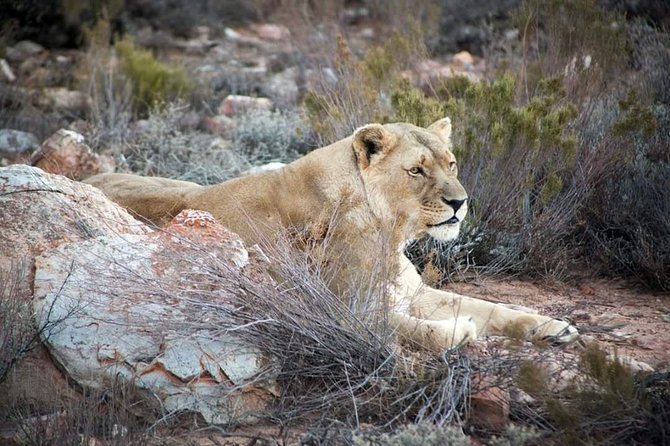 Aquila Game Reserve Cape Town Safari - Key Highlights Before You Go