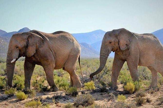 Aquila Game Reserve Cape Town Safari - Timing Rules the Wildlife: Go Morning or Evening