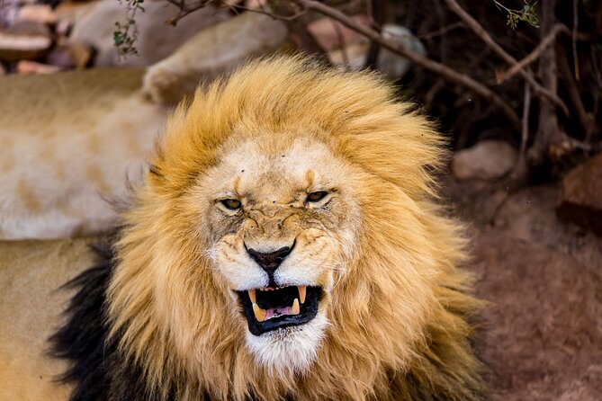 Aquila Game Reserve Safari with Park Fees, Transport & Lunch - Why Aquila Works for a Cape Town Safari Day