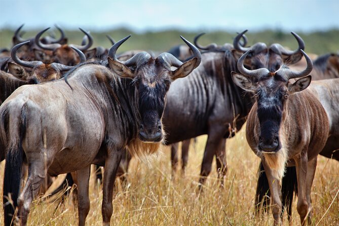 Aquila Game Reserve Safari with Park Fees, Transport & Lunch - Price and Value: What $238.11 Covers
