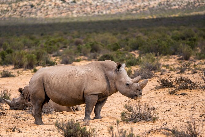 Aquila Game Reserve Safari with Park Fees, Transport & Lunch - The 3-Hour Game Drive in an Open Safari Vehicle