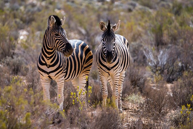 Aquila Game Reserve Safari with Park Fees, Transport & Lunch - Wildlife Expectations: Big Five Odds and the Leopard Reality
