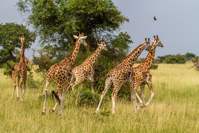 Aquila Game Reserve Safari with Park Fees, Transport & Lunch - Who You’ll Be Traveling With and Why It Matters