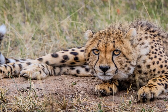 Aquila Game Reserve Safari with Park Fees, Transport & Lunch - Comfort, Food, and Photo Readiness