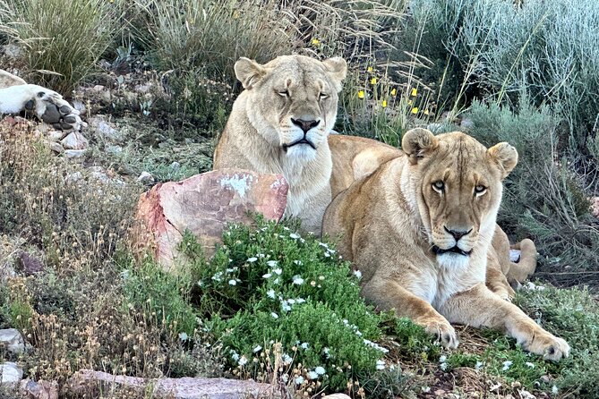 Aquila Game Reserve Safari with Park Fees, Transport & Lunch - Arrival at the Reserve: Welcome Drink and Buffet Lunch