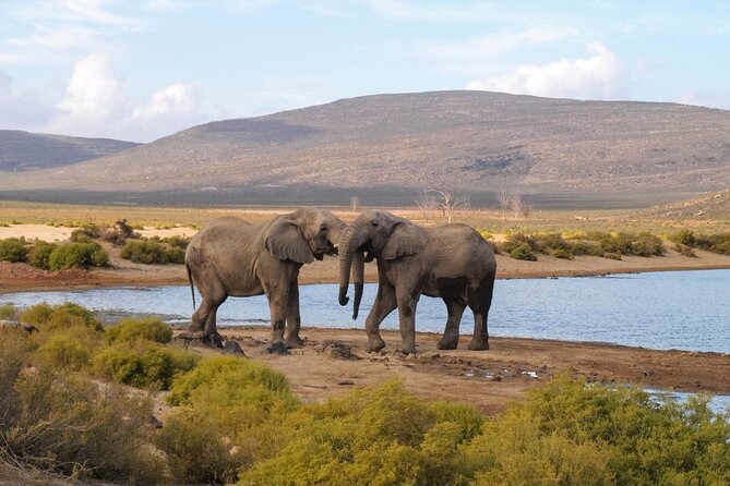 Aquila Game Reserve Safari with wine tasting, Transport & Lunch - Key things to know before you go