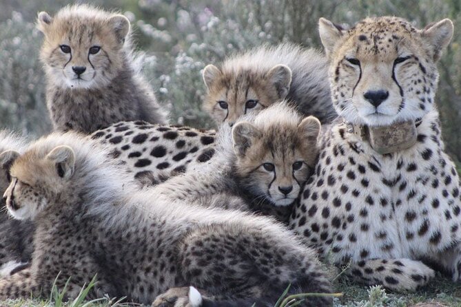 Aquila Game Reserve Safari with wine tasting, Transport & Lunch - Aquila’s Big Five mission, plus a Paarl wine stop