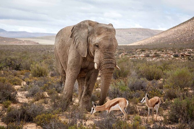Aquila Game Reserve Safari with wine tasting, Transport & Lunch - Fairview Wine and Cheese in Paarl: what you actually get
