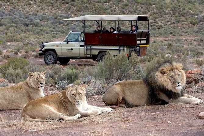 Aquila Game Reserve Safari with wine tasting, Transport & Lunch - Inside Aquila: welcome drink, buffet lunch, then a real game drive
