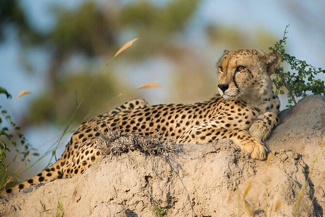 Aquila Game Reserve Safari with wine tasting, Transport & Lunch - How the Big Five sightings typically play out in an open-vehicle drive