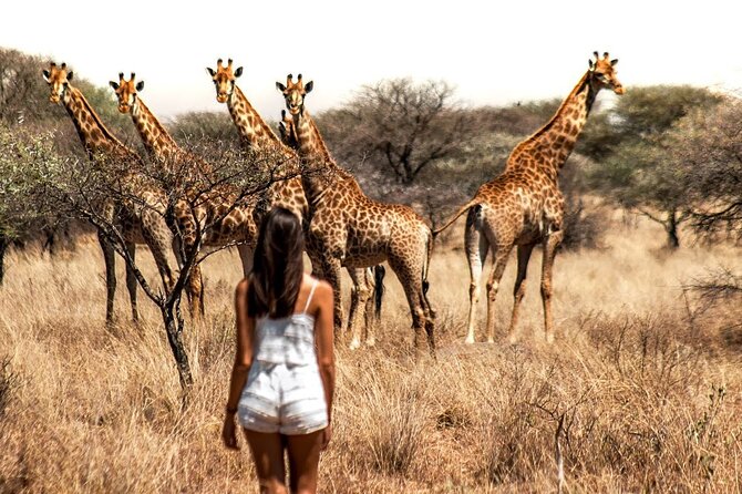 Aquila Game Reserve Safari with wine tasting, Transport & Lunch - Lunch comfort, included water, and what you can expect to pay for