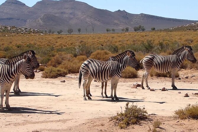 Aquila Game Reserve Safari with wine tasting, Transport & Lunch - What to wear and pack for a day that mixes road, wine, and safari