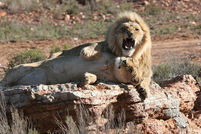 Aquila Game Reserve Safari with wine tasting, Transport & Lunch - Who should book this safari and wine combo