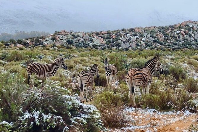 Aquila Game Reserve Sunset Safari - Price and Logistics: What $165 Buys, and What Comes Extra