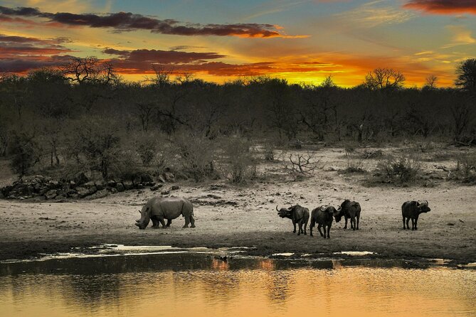 Aquila Game Reserve Sunset Safari - Sunset vs Daytime: How to Choose the Right Safari Slot