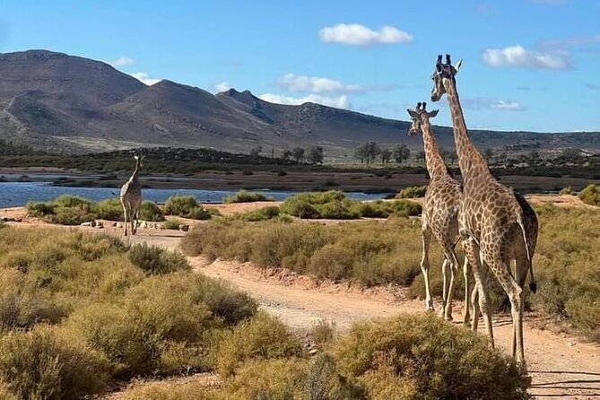 Aquila Game Reserve Sunset Safari - Who Should Book This Safari (and Who Might Skip It)