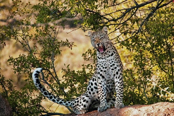 Aquila Game Reserve Sunset Safari - Inside Aquila Private Game Reserve: Your Guided Game Drive Plan