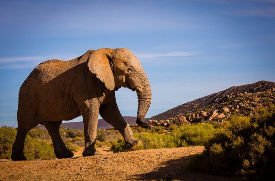 Aquila Private Game Reserve: Sunset Safari with Entry Fee - Key Highlights Worth Noticing