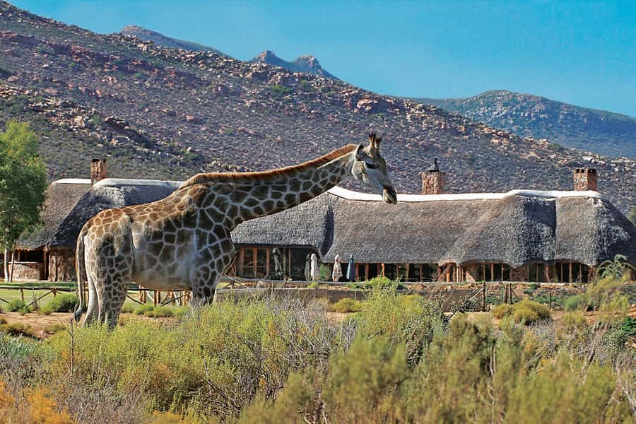 Aquila Reserve: Private Day Tour with Shared Game Drive - Arrival at Aquila: Welcome Drink and a Halal-Friendly Breakfast