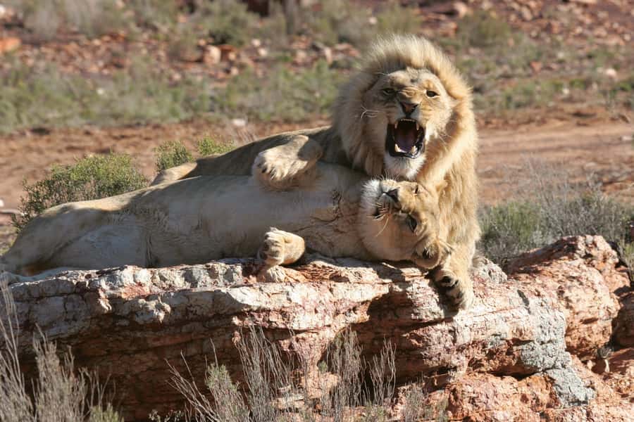 Aquila Reserve: Private Day Tour with Shared Game Drive - Chasing the Big 5: Lions, Elephants, Buffalos, Leopards, Rhinos