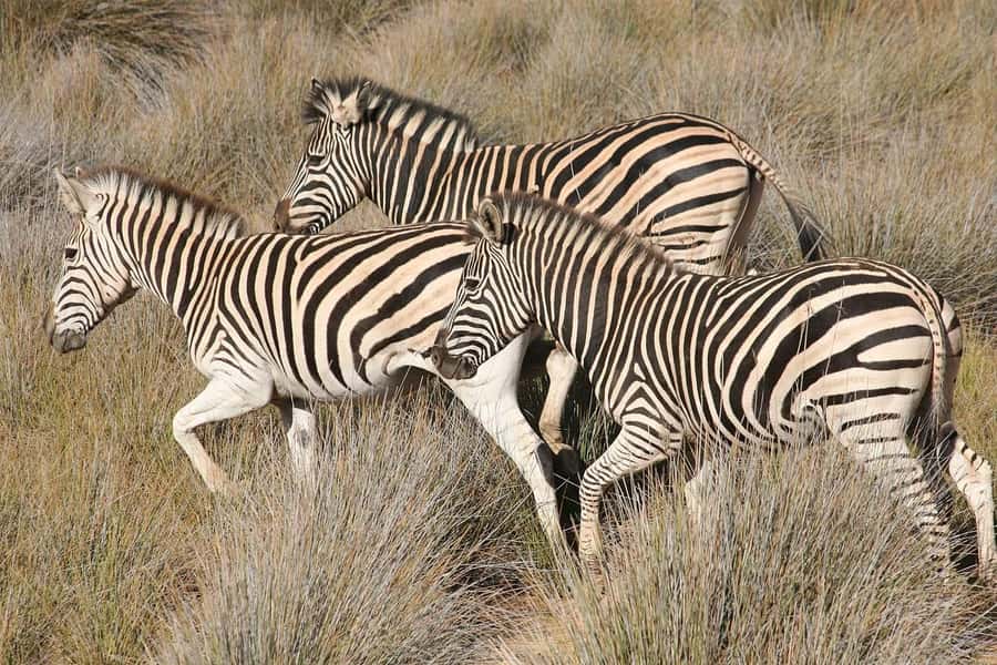 Aquila Reserve: Private Day Tour with Shared Game Drive - Your Guide, the Group Vibe, and Why Timing Feels Smooth