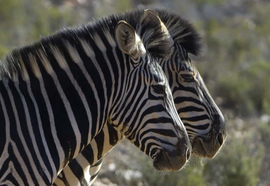 Aquila Reserve: Private Day Tour with Shared Game Drive - What to Pack and When You’ll Actually Use It