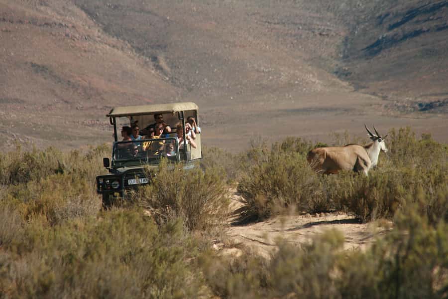 Aquila Reserve: Private Day Tour with Shared Game Drive - The Shared Open-Top 4x4 Game Drive: How It Works and What You Feel