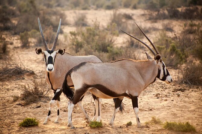 Aquila Reserve Safari with Lunch and Wine Tasting - Aquila Private Game Reserve: The Open 4x4 Game Drive