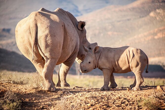 Aquila Reserve Safari with Lunch and Wine Tasting - Price and Value: Where the $57.24 Really Lands