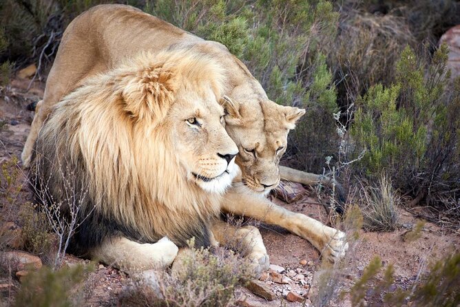 Aquila Reserve Safari with Lunch and Wine Tasting - What I’d Watch Out For Before You Book